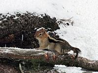 FAUNE 4 (3).JPG